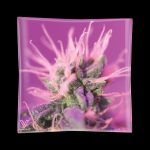 Purple cannabis bud printed on a square glass ashtray.